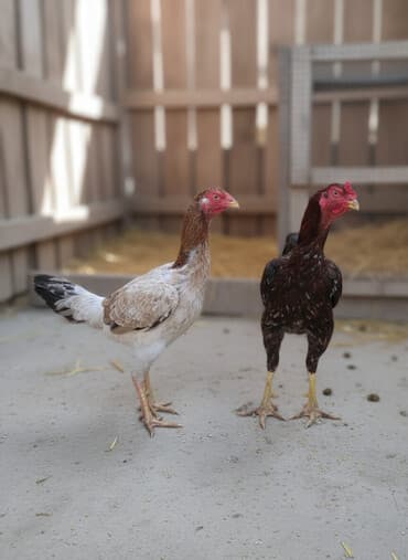 eşşək şəkili: Toyuq, Damazlıq — 1