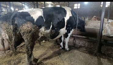 3100 m etlik heyvandi BakiQala kendi iri maldi sagilmir coxdandi