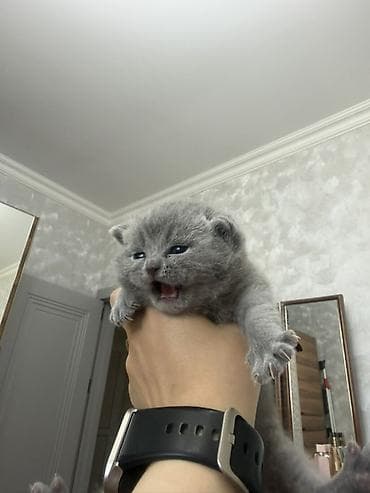 pişik yarım tip: Britan, Dişi — 2