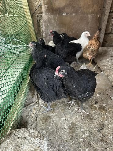 cuca: Toyuq, Australorp, Damazlıq — 7