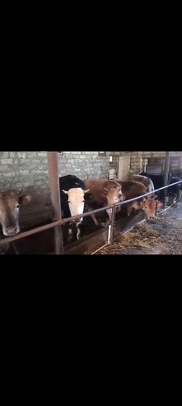 Heyvanlar: Salam aleykum qardaşlar gününüz xeyirli olsun allah haminizin — 5