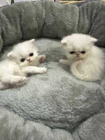 heyvanlara verilen xususi adlar: Ekzot — 3