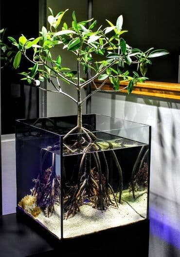 akvarium sifarisi: Ölçü 30×30×30. 6 lıq Radajlı şüşə 27 litir. Bunan əlavə — 2