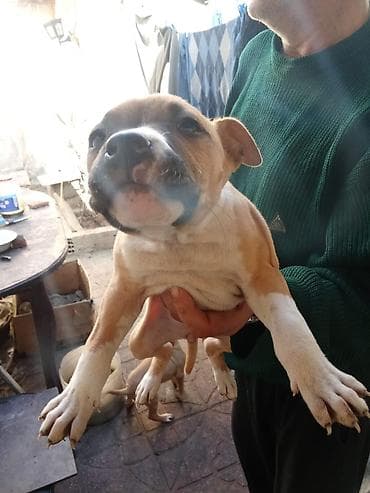 it ucun qurd dermani: Pitbul, 2 ay, Dişi, Peyvəndli, Ünvandan götürmə — 2