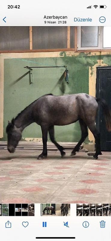 tap.az quba heyvanlar: Dişi, il: 2 — 2