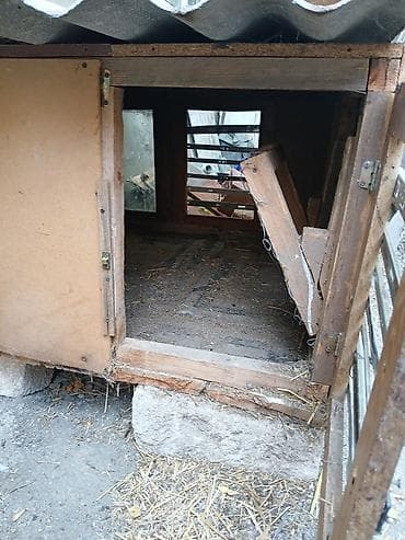 it parodalari: Salam Taxtadan heyvan damı satılır.Uzunluqu 1 metir eniliyi 1.10m — 4