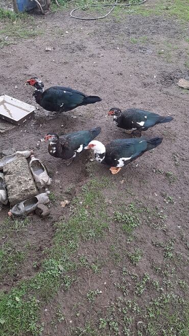 bakida cins ineklerin satisi: Erkək, | Lal ördək, Damazlıq — 2