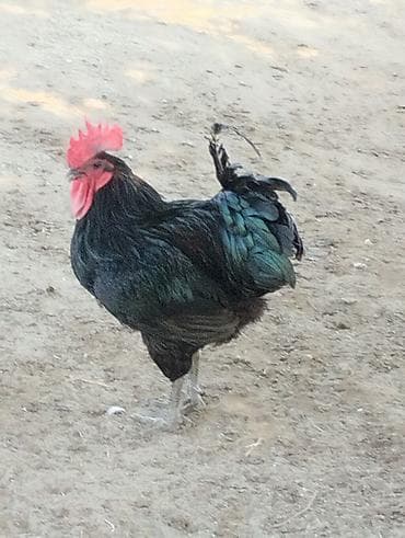 Gəmiricilər: Qara rəngli xoruz – iri cüssəli, parlaq yaşıl-qara lələklər, iri — 1