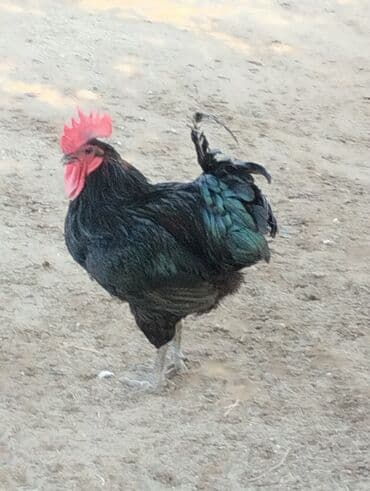 Xoruz, il: 2, Ünvandan götürmə