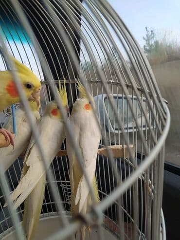 Hazir quşlar ededi 50 Azn cutu 90 Azn lalafo.az -da Hazir quşlar ededi 50 Azn cutu 90 Azn