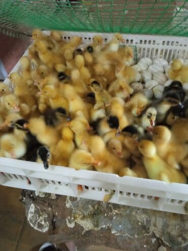 Cücələr: Dişi, | Kuban, Damazlıq, Ünvandan götürmə, Ödənişli çatdırılma, Rayonlara çatdırılma — 1