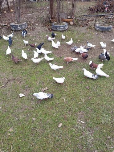 Gəmiricilər: Məhsul: Ev göyərçinləri – müxtəlif rəng və naxışlarda Təsvir: - — 4