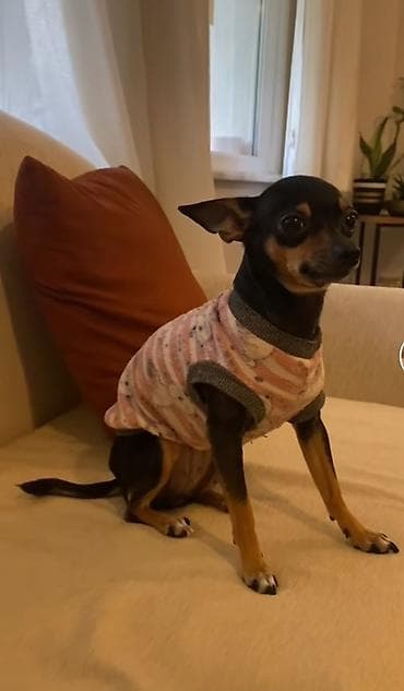 mini itlər: Miniatür it (çihuahua/oyuncaq tipli) üçün isti sviter. - Material — 1