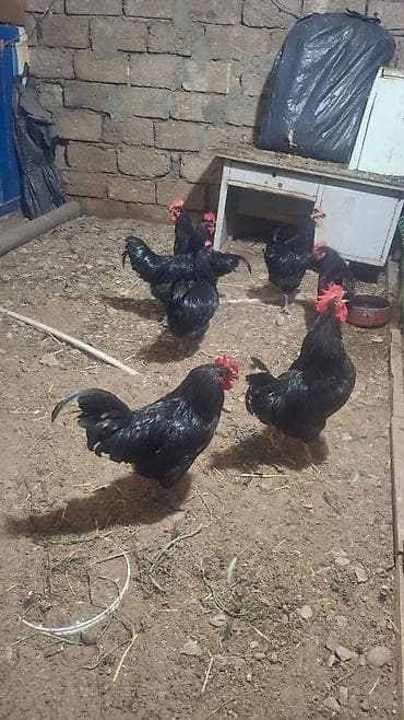 yerli cins inekler: Toyuq, Damazlıq — 3