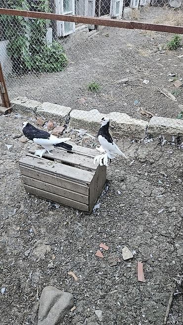 goyercin aliram: Xamilyon qara pomerianlar həm beli həm quyruqlari parıltılı qaradır — 6
