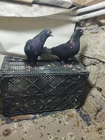 göyercin yuvası: Reyal aliciyla Qiymet Munasib Olunacaq wacapda eleqe saxla - Növ: ev — 8