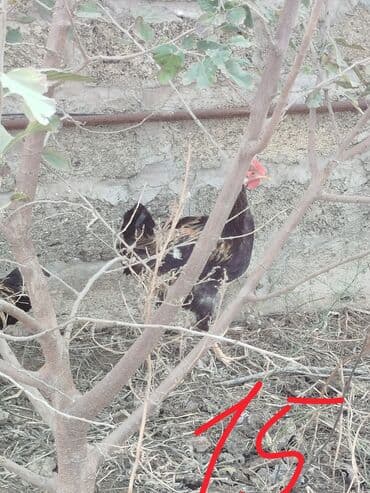 LIFAN: Hər cürə xoruzlar var ustunde qiymətləri var Təsvir: - Şəkillərdə — 11