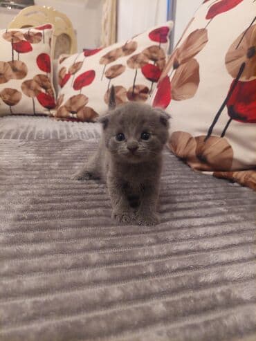 ingilis setter it cinsinin digər adı: Şotland — 1