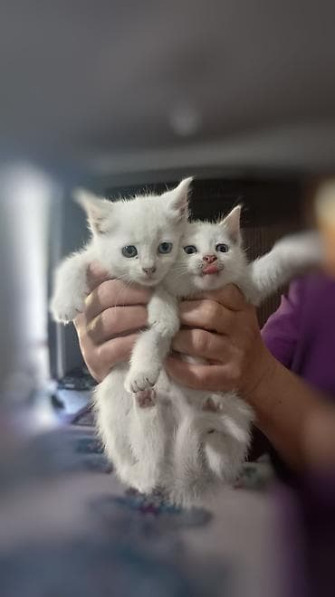 Hamıya salam. Bizim 3 aylıq iki dənə ağappaq, dişi pişik balamız var