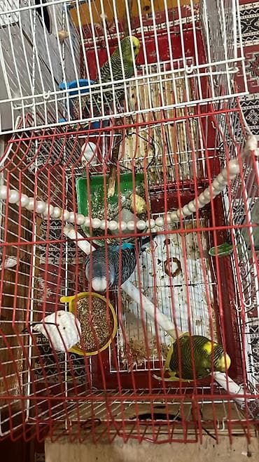 Daşıma çantaları: Dalmatin papuqayları (3 ədəd) və qəfəs dəsti iki dişi bir erkek — 6