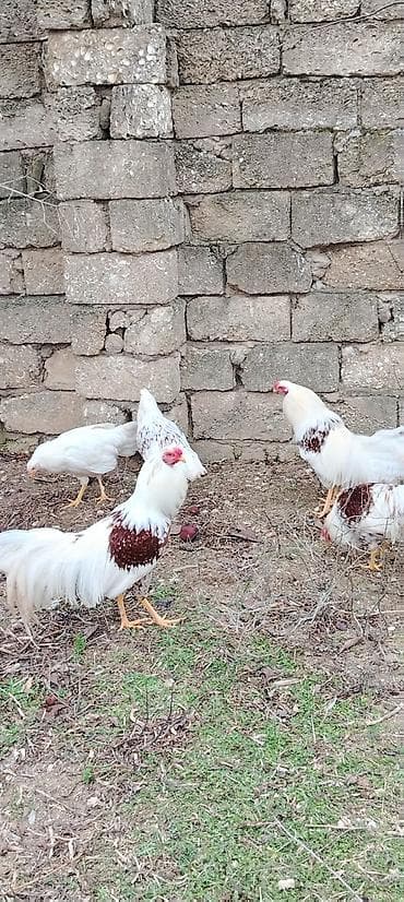 karella qus: Toyuqlar — 7