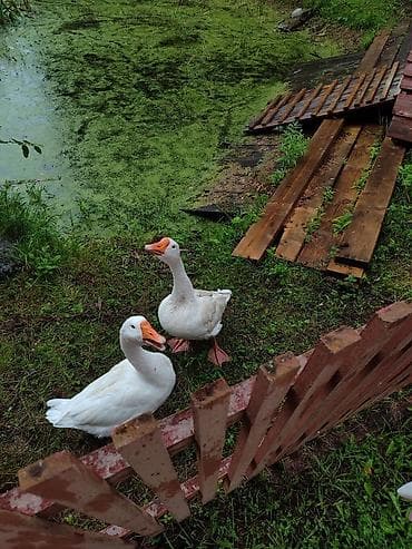 Другие с/х животные: Ağ qaz cütlüyü - Növ: Ağ ev qazı (apelsin rəngli gaga və pəncələr) - — 1