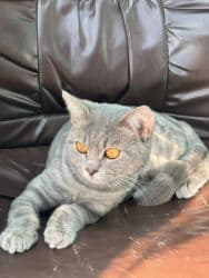 tükü olmayan pişik: Şotland, Erkək, Yaxşı əllərə, Ünvandan götürmə, Ödənişli çatdırılma, Rayonlara çatdırılma — 7