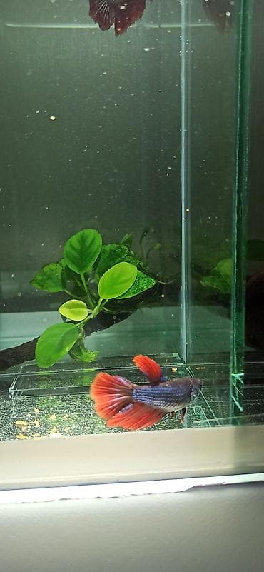 bala kirpi: Betta (Petuşok balığı), Yırtıcı — 7