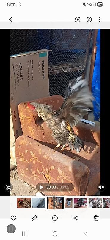 yapon xoruzu: Cox ənkə bir seydi yerim yoxdur deye satiram 2 ededir 2 sinden 1 in — 1