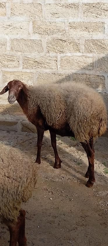 Heyvanlar üçün mallar: Salam ünvan Bakıin maştağa kendi obşi 5 baş heyvanlar 2 baş ana-bala 1 — 6