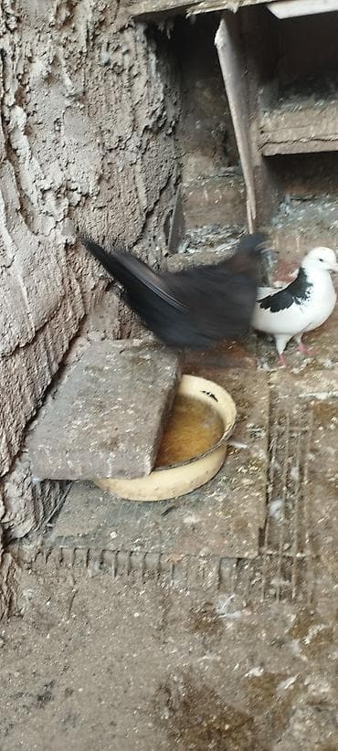 qurban: Cins xoruz – qara-yaşıl parıltılı lələklər, uzun quyruq və güclü bədən — 7