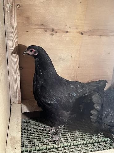 Куры: Курица, Для яиц — 3