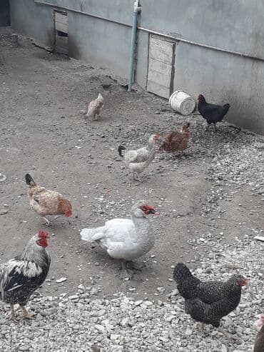 Digər kənd təsərrüfatı heyvanları: Toyuq, Damazlıq — 1