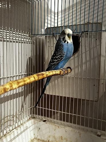 labrador satisi: Bu quşların balaları satılır erkəkləri çexdi dişiləri normal quşdur — 2