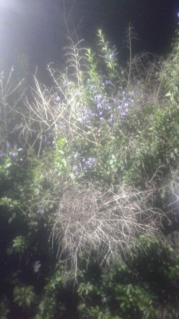 Yasemen gulu 300 dene lalafo.az -da Yasemen gulu 300 dene