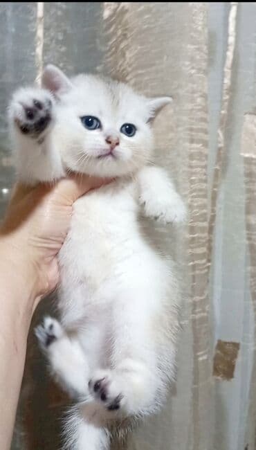 pişiklerin satışı: Britan, Erkək, Yaxşı əllərə, Ünvandan götürmə — 5