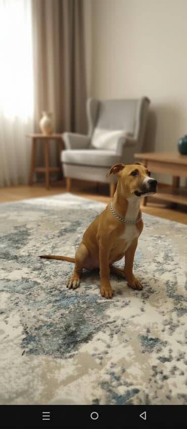 spits itleri qiymeti: Pitbul, 3 ay, Dişi — 1