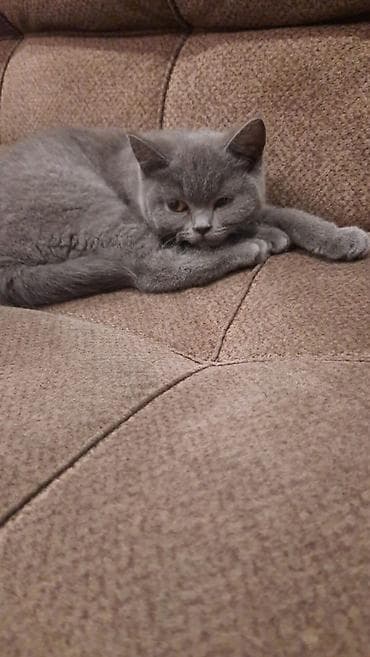 britian pişik: Britan, Dişi — 1