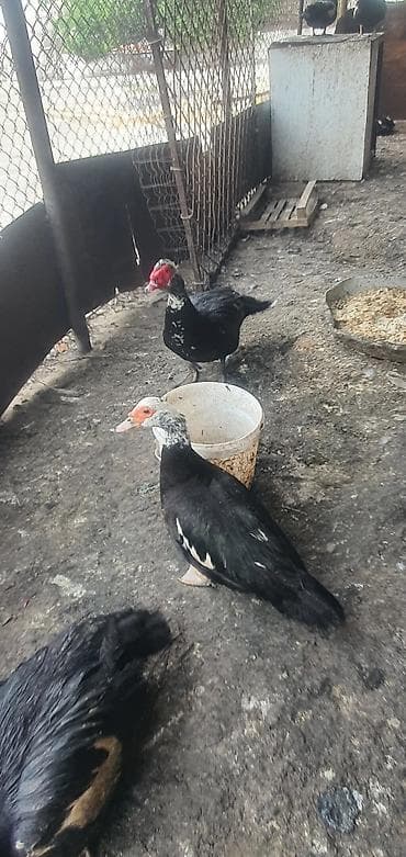 ordək bala: Erkək, | Lal ördək, Ətlik — 3