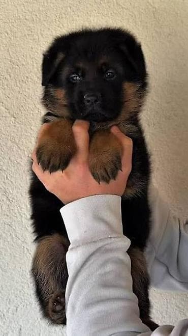 it bala: Alman çoban iti, 2 ay, Erkek, Peyvəndli, Ödənişli çatdırılma — 2