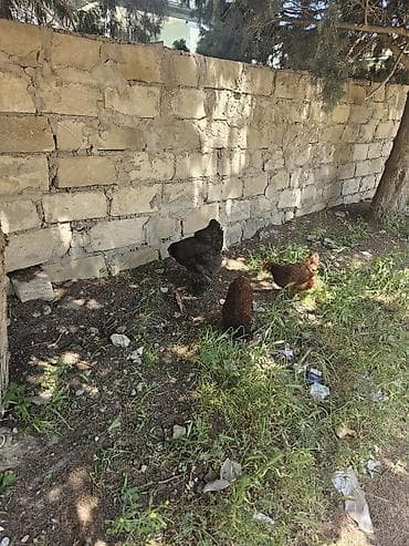 it yemi satisi: Toyuq, Brama, Yumurtalıq, Ünvandan götürmə — 3