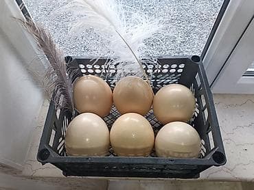 broyler yumurta: Məhsul: Təbii dəvəquşu yumurtaları Xüsusiyyətlər: - Böyük ölçü: hər — 3