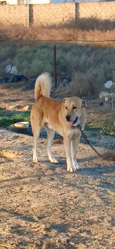 sərab çoban iti: 2 il, Erkek, Peyvəndli, Ödənişli çatdırılma — 3