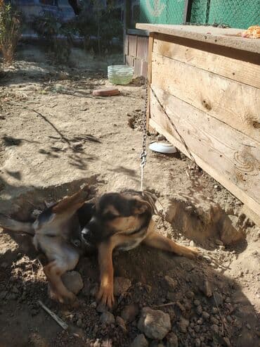 etibarli elere verilir: İtlər — 2