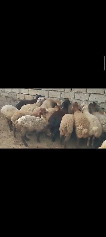 qoyun itləri: Salam hər vaxtınız xeyir olsun. Erkək quzulardı Diri çəkisi 9 manat 30 — 1