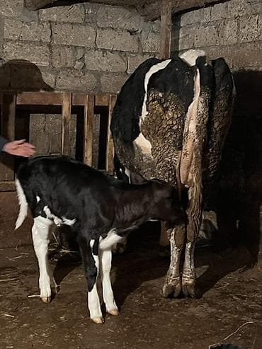 10 günlük dişi buzov satılıt anası 2 ci qarna doğub 28 lt təmiz süd