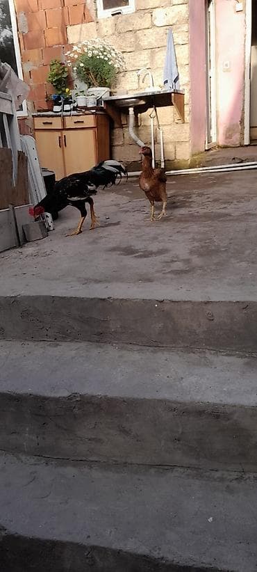 ana bala keci: Xoruz, il: 1, Ünvandan götürmə — 3