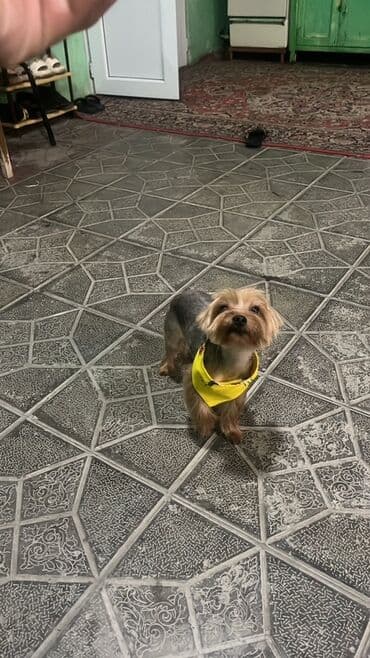 en gozel it adlari: Yorkşir teryer, 2 il, Dişi — 3