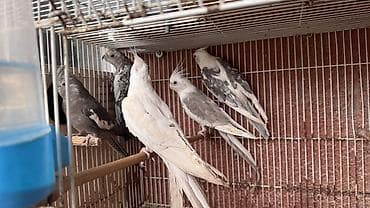 5 dənəsi Korella yanaqsız 2 hazır cütdü 1 tək bala alınıb hazırda yuva