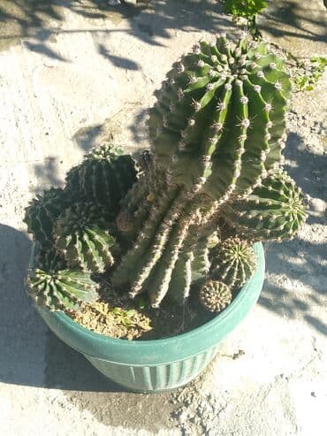 Quruducular: 9 illik kaktus — 1